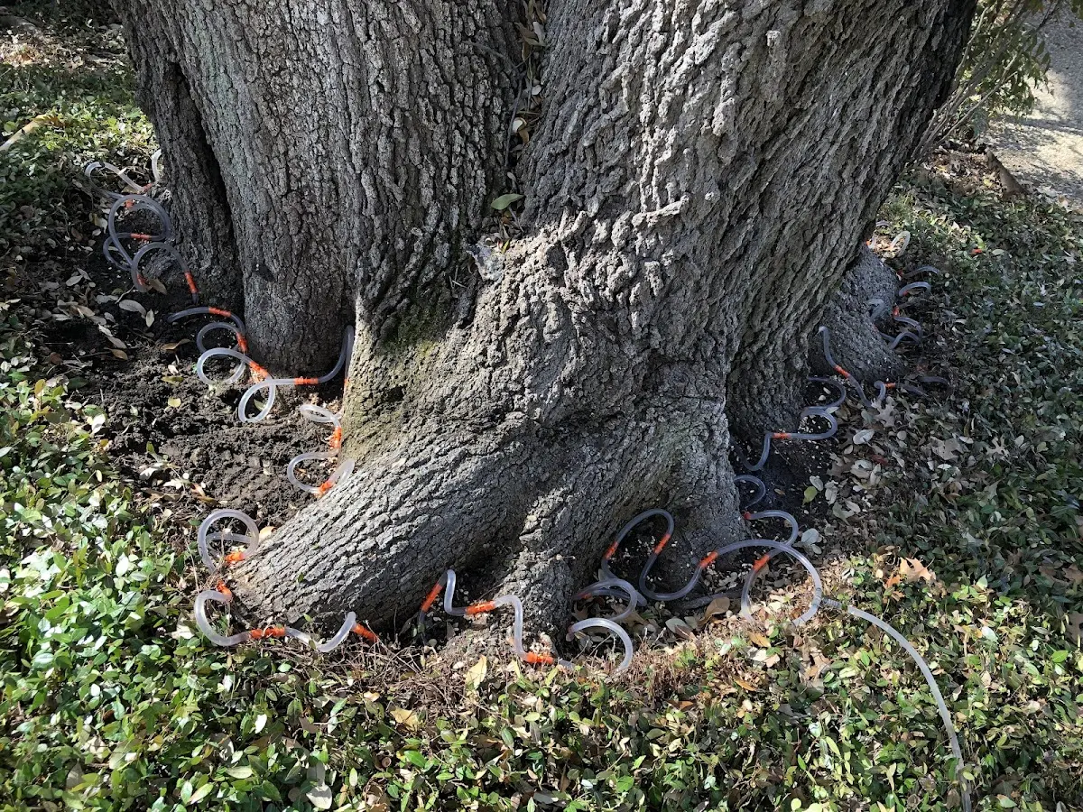Detailed Tree Cabling and Bracing job site in South Hackensack